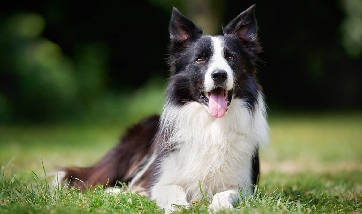 Пин на доске Border Collie Бордер-колли, Питомец, Собачки