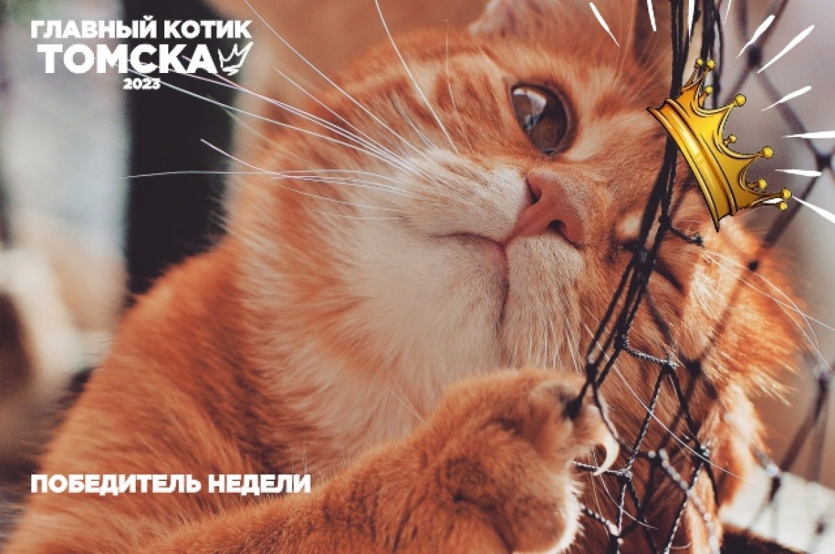    Объявлен победитель 11-й недели фотоконкурса "Главный котик Томска 2023"