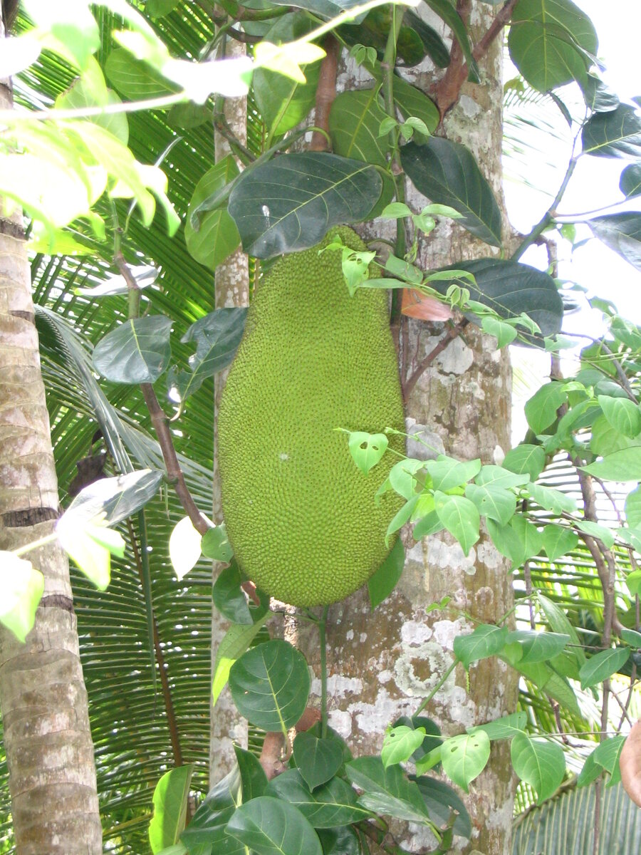 Хлебное дерево (Artocarpus altilis) - плод на дереве. Фотография из личного фотоархива (Индия, 2005-2006 год)