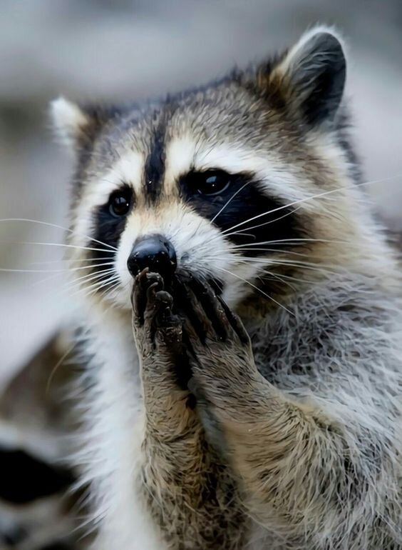 Енот , мы переживаем...