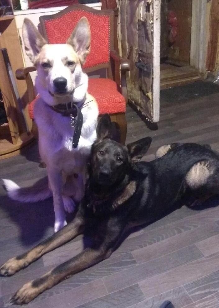 Анубис и Аманат