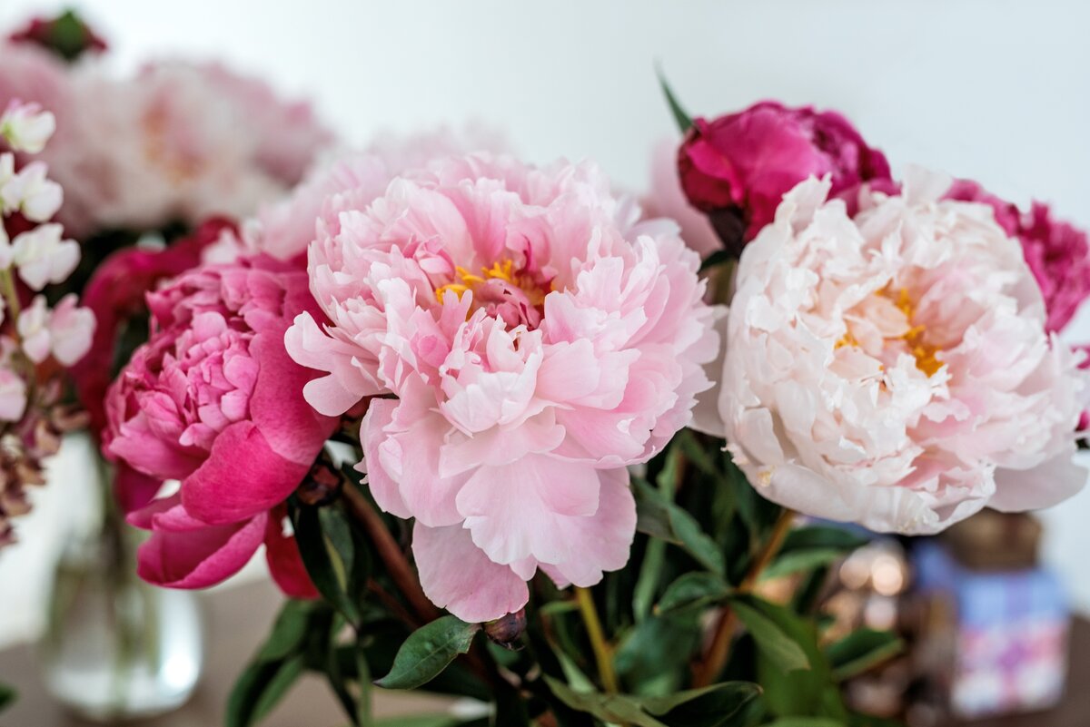    Типичные ошибки в выращивании пионов