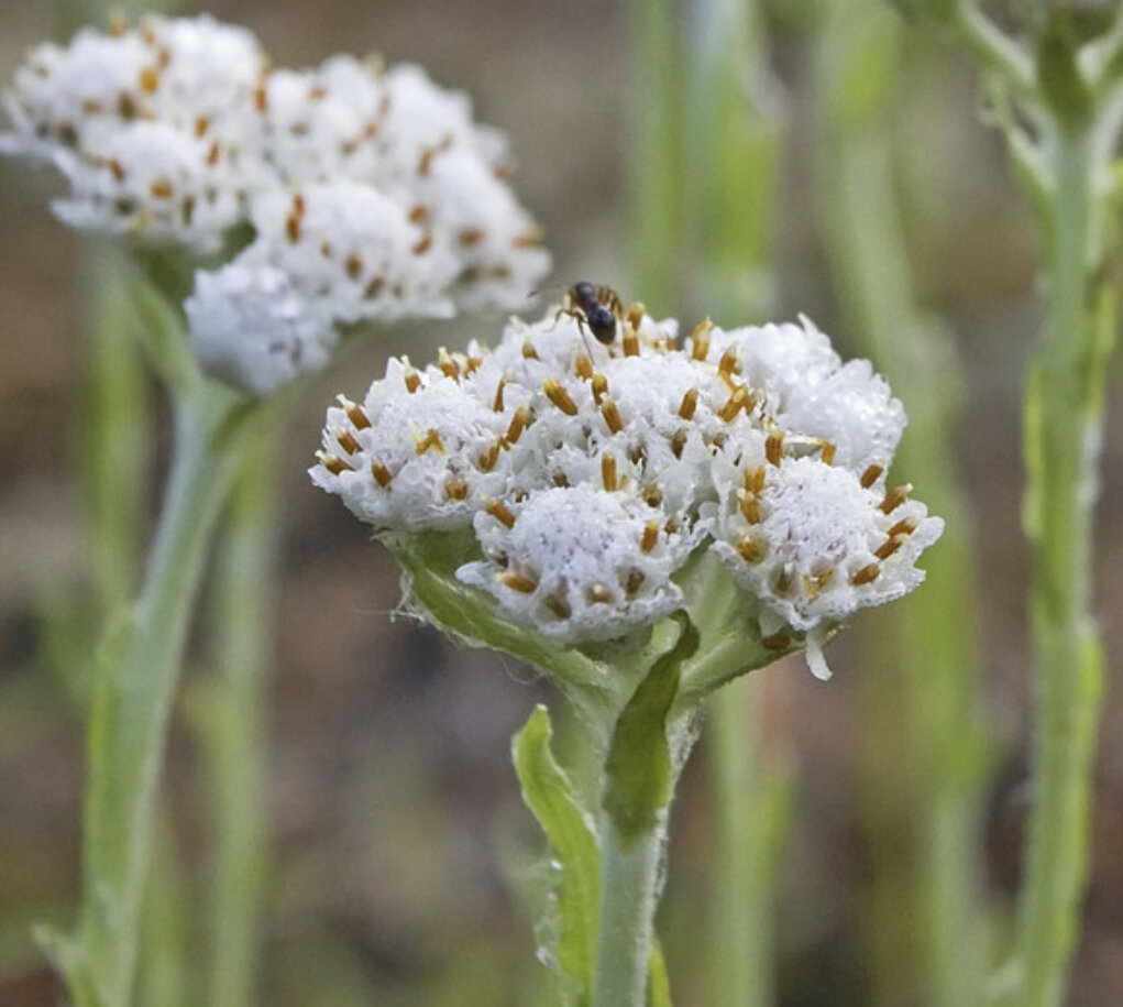 Лапки белые у лесного. Кошачья лапка (Antennaria dioica). Кошачья лапка двудомная Antennaria dioica. Антеннария Альпийская. Кошачья лапка (Antennaria dioica (l.) Gaertn..