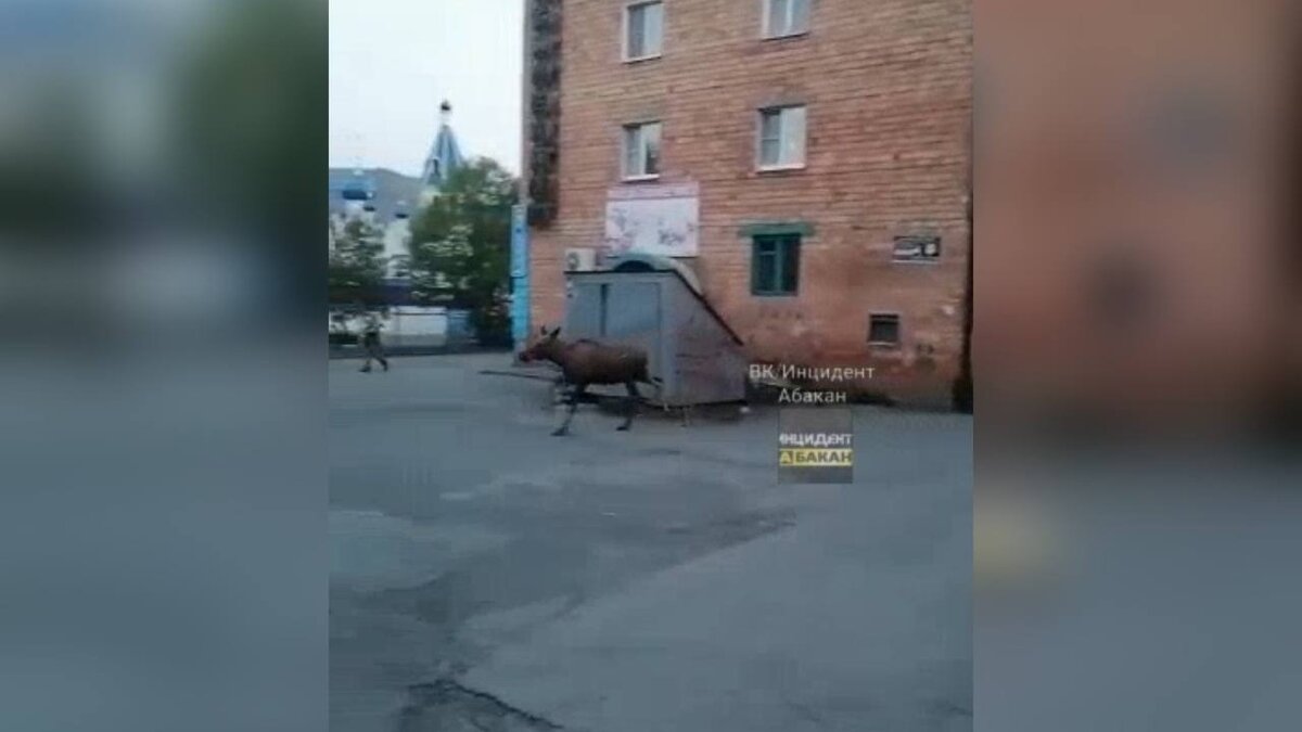     В Абазу забежал молодой лось, попытался выбраться из города, но повис на металлическом ограждении и погиб.