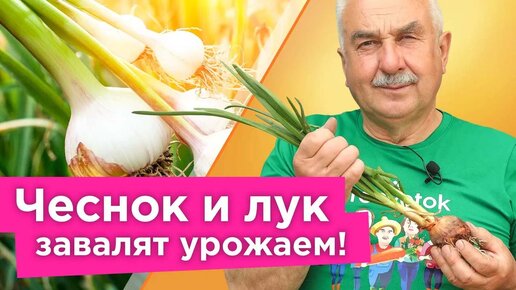 Чем полить чеснок и лук в июне для крупных головок и длительного хранения? Советует агроном