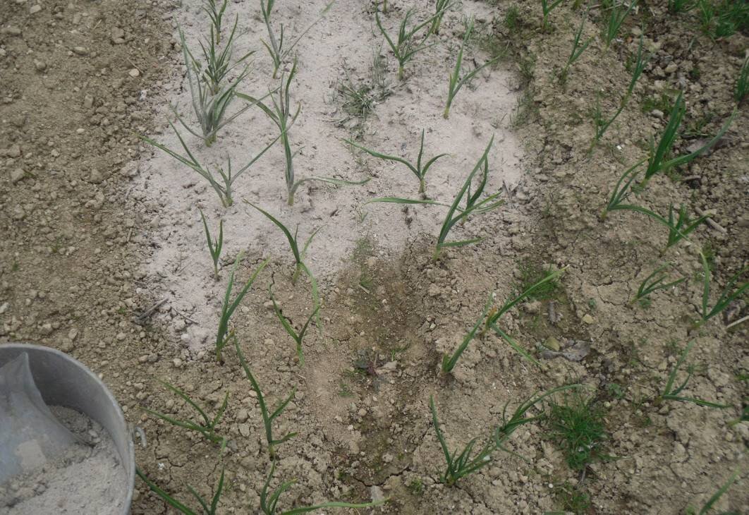 Для здоровья растений надо их обеспечить всеми необходимыми элементами