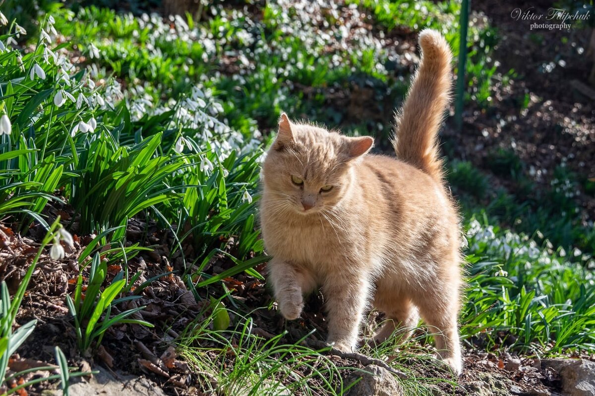 ���� � nikitasad.ru.