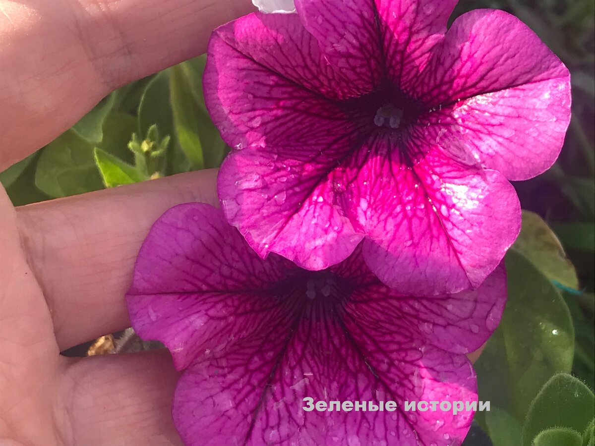Моя схема подкормки петунии для пышного цветения | Зелёные истории | Дзен