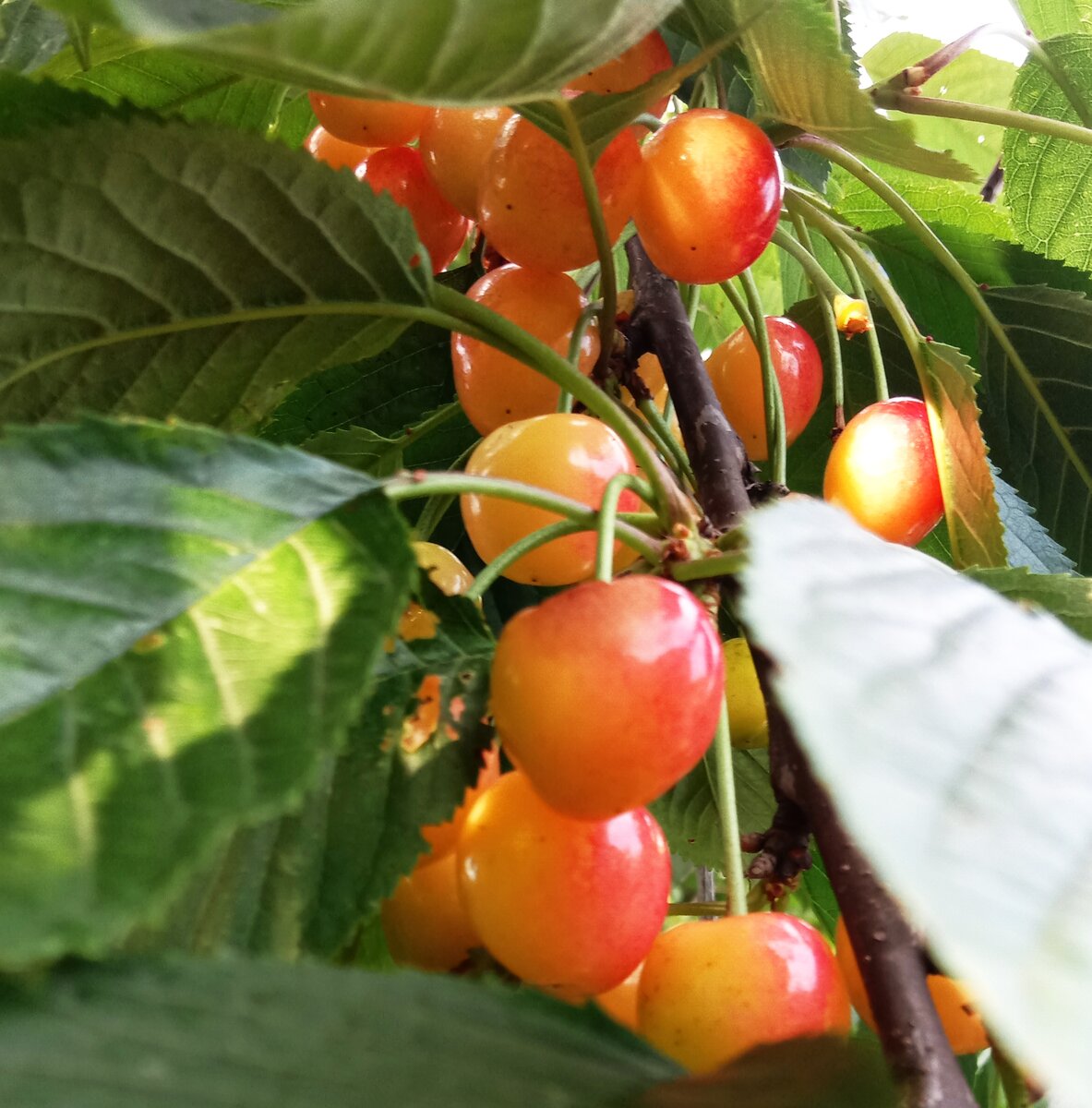 Фото просто красивое, муравьи на дереве были, но в кадр не попали. Эх, а хотелось....
