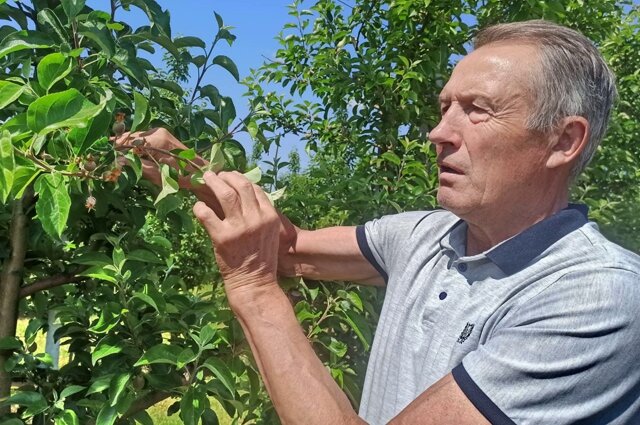    Руководитель ООО «Залесский питомник» Григорий Авдеев: «Из-за засухи яблони сбрасывают завязь. Нижние ветки совсем голые». Фото: «АиФ-Калининград»/ Станислав Ломакин