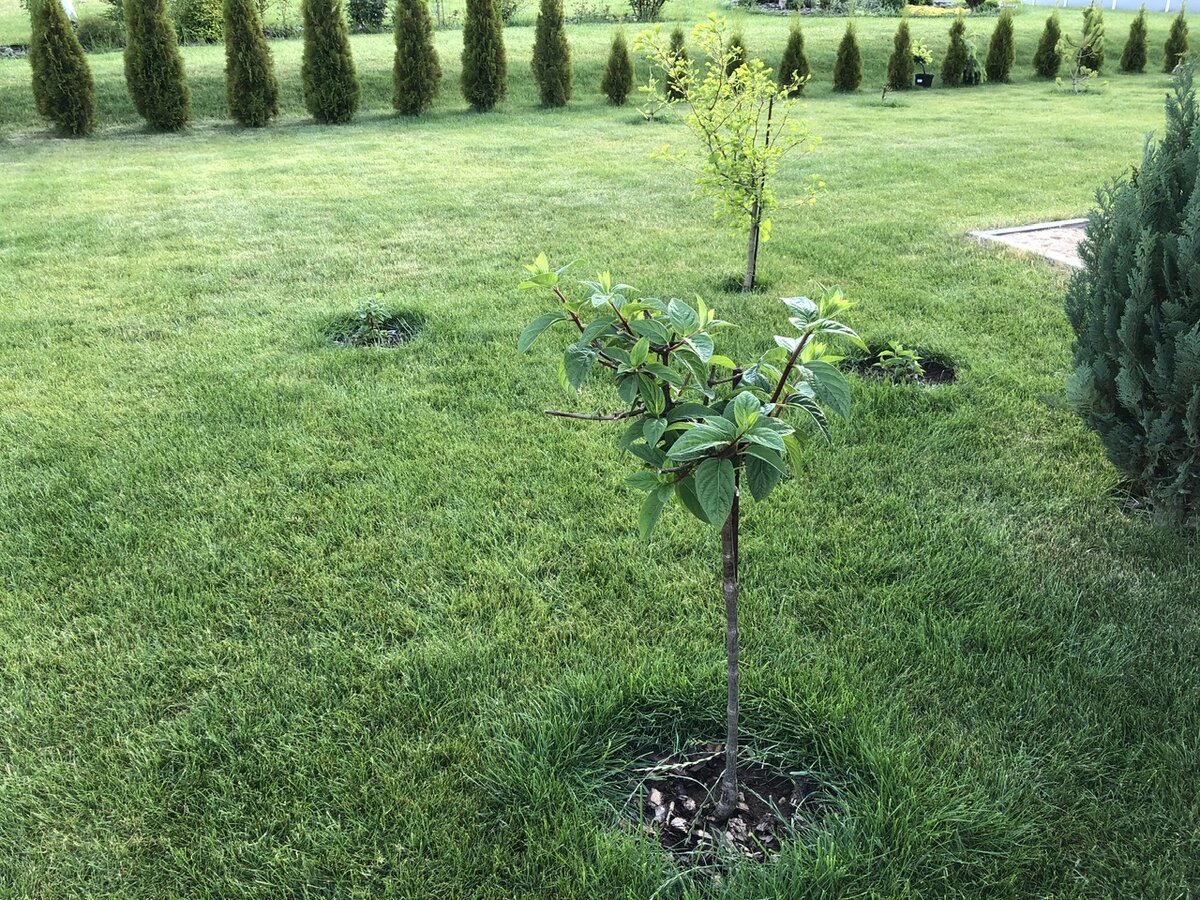 Гортензия Сандей Фрайз сегодня 