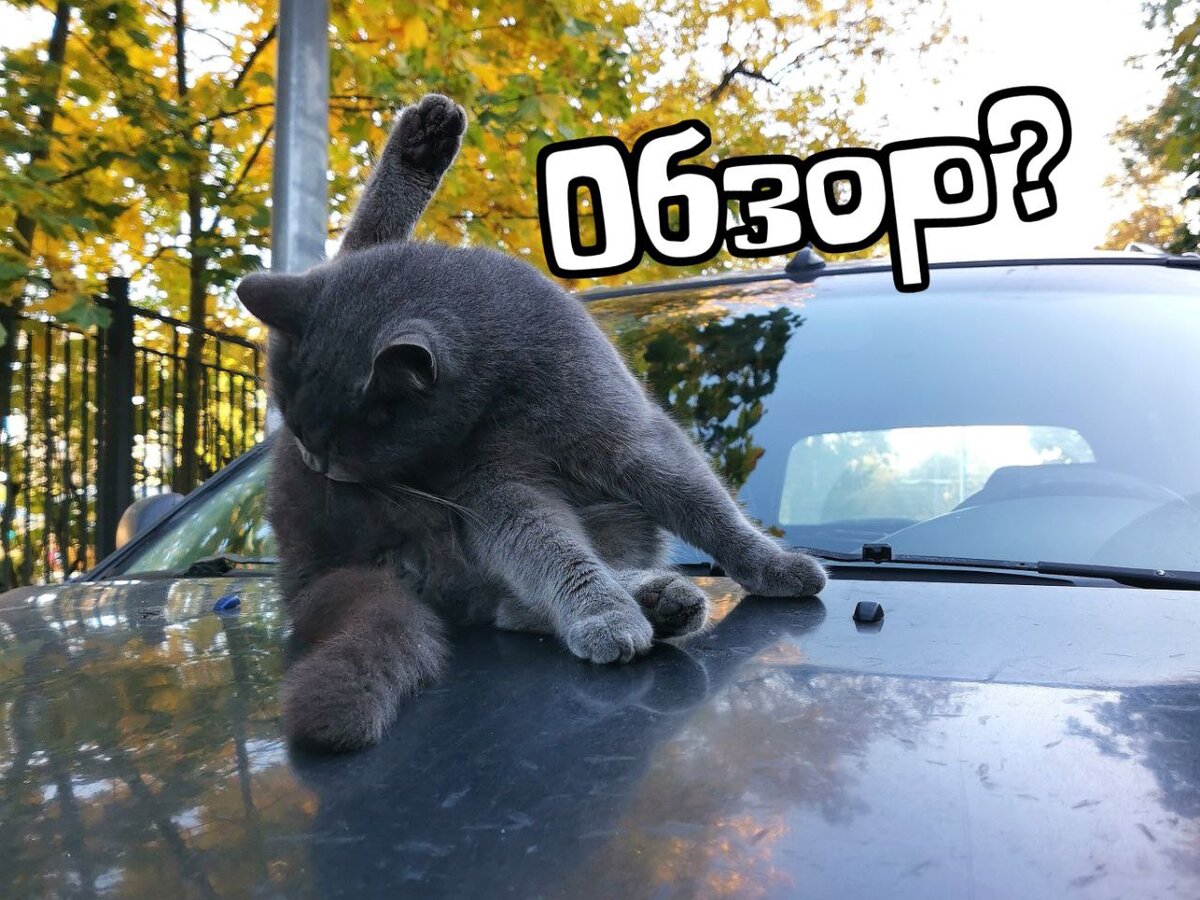 Что? Реально обзор? Просто на кота? 