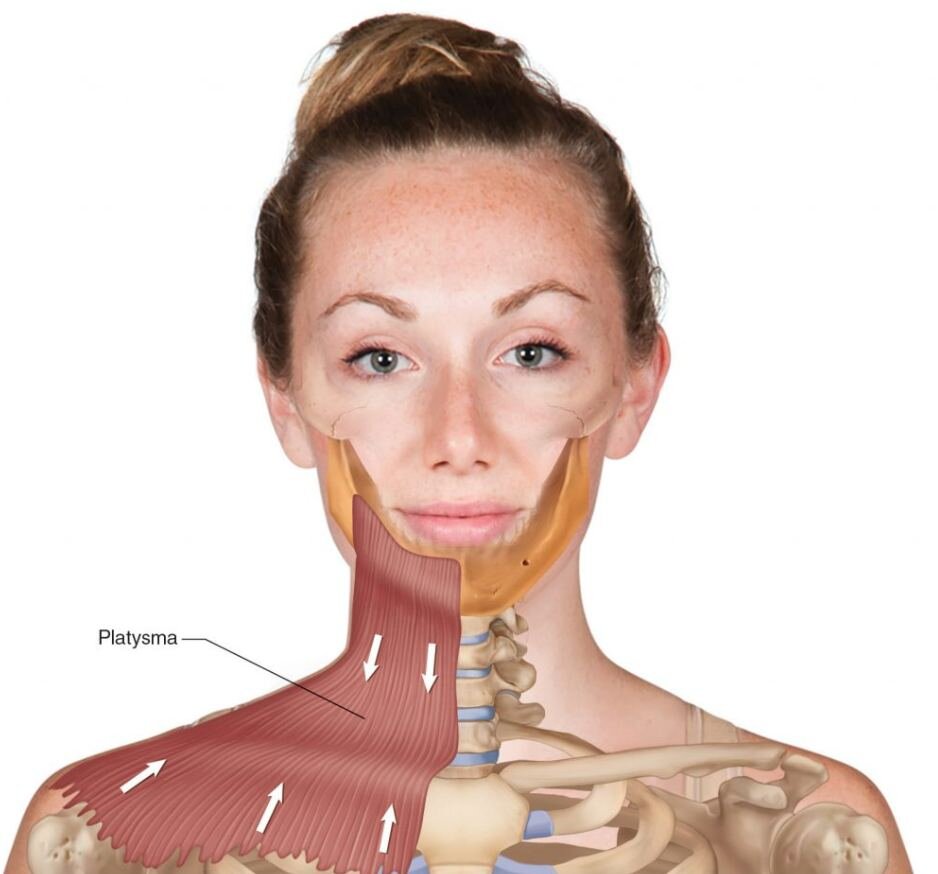 Снизу платизма вплетается в грудные мышцы, сверху – в нижнюю часть лица 