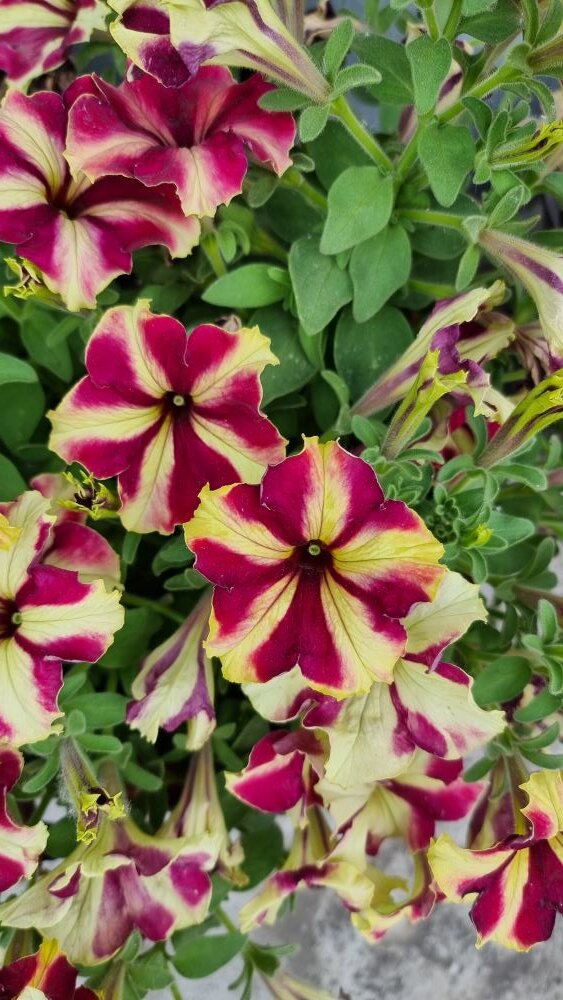 Здоровая петуния после правильной посадки