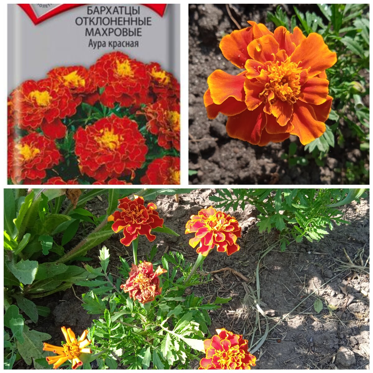 да, слегка похоже, но цвет ближе к оранжевому, чем к красному, да и форма соцветий явно не та