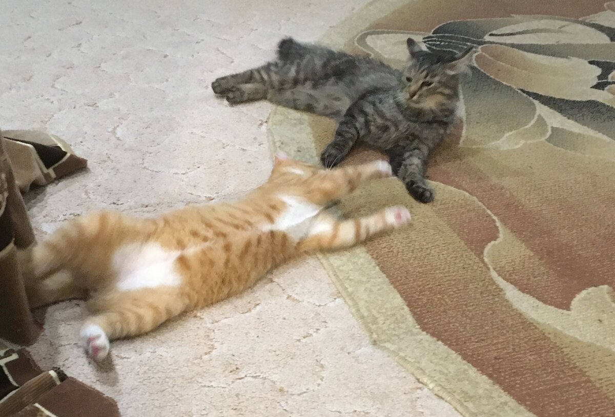 Дело о коте