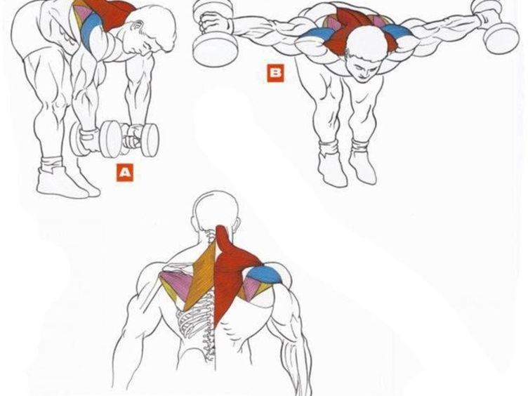 Упражнения для широких плечей. Упражнения для накачки широчайших мышц спины. Как накачать мышцы спины. Задняя Дельта стоя в наклоне с гантелями. Махи гантелями для прокачки плеч.