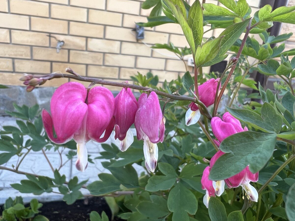 Милый многолетний цветок, который я купила 20 лет назад только за ...