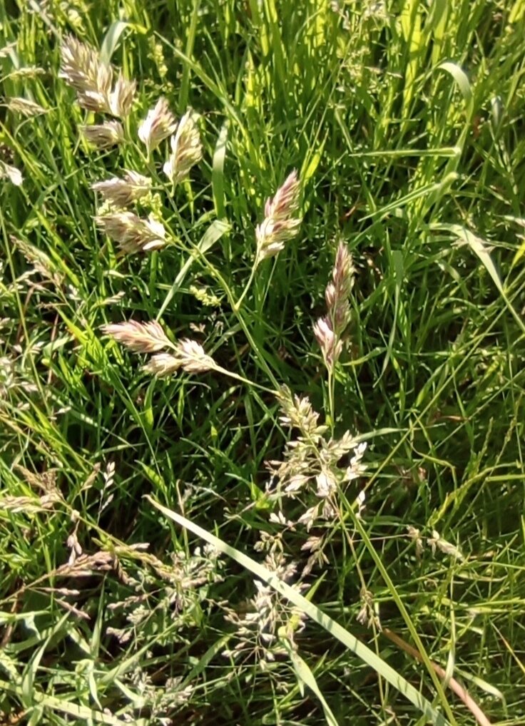 Dactylis glomerata - Image of an specimen - Plantarium