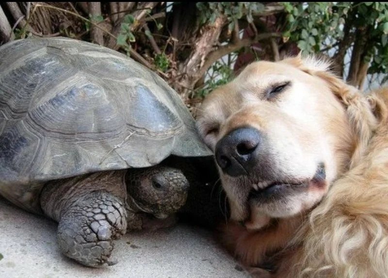 Хитрая черепаха озадачила двух львов и выжила