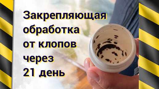 Смотрим, что осталось от клоповьего ада в квартире многодетной семьи ...