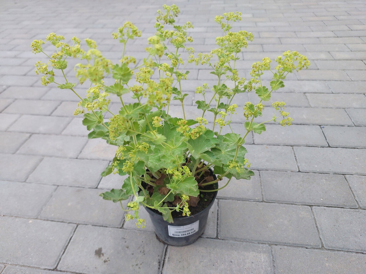 Манжетка Alchemilla epipsila