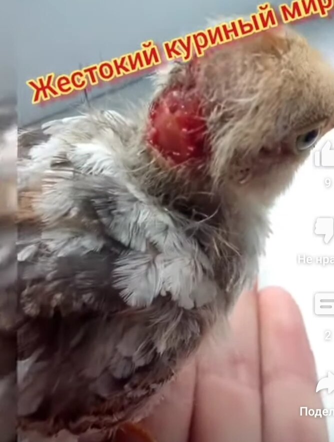 Год назад