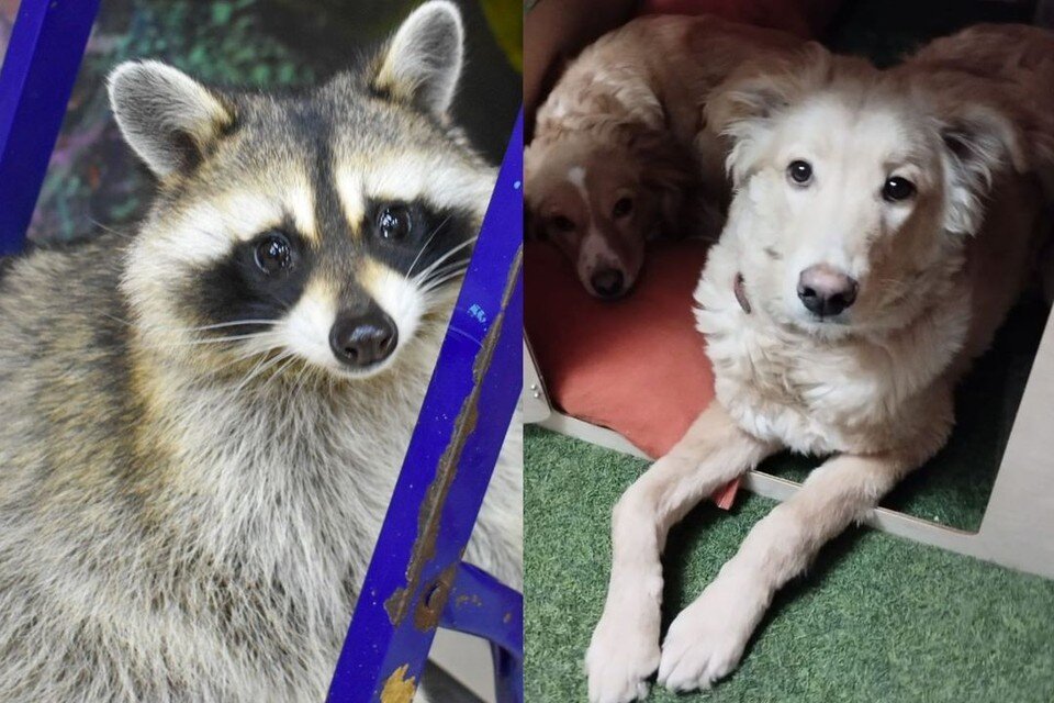    Персика (на фото справа) помогал выхаживать енот. Фото: предоставлено Татьяной Артемьевой/ Анастасия Голенцова