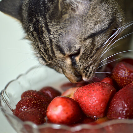 Замороженные ягоды я облила кипятком, потом тщательно промыла и срезала в паре мест темные пятнышки.