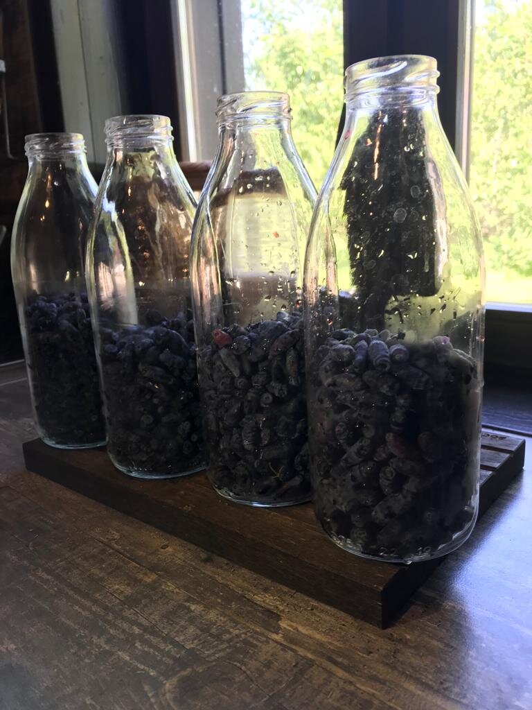 Ягоды жимолости в бутылках