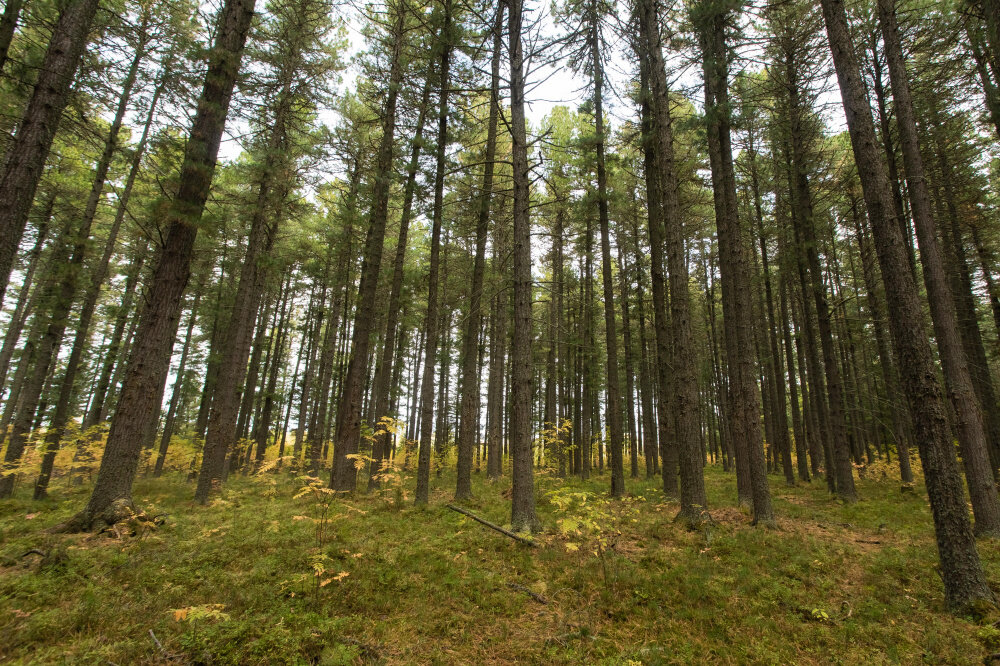    В Тундринском кедровом боре появится экотропа