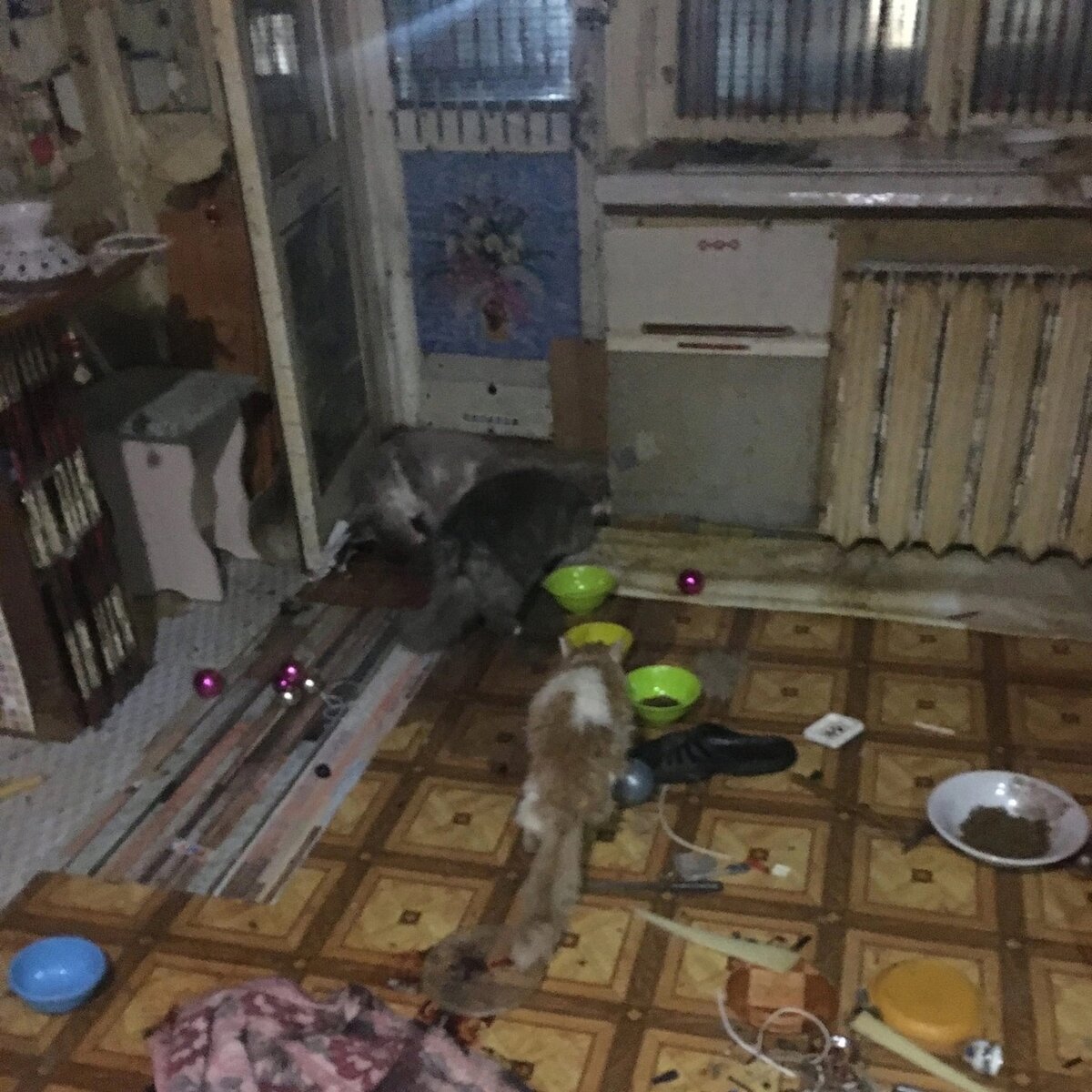 Добрые соседи сразу насыпали корм полные миски.