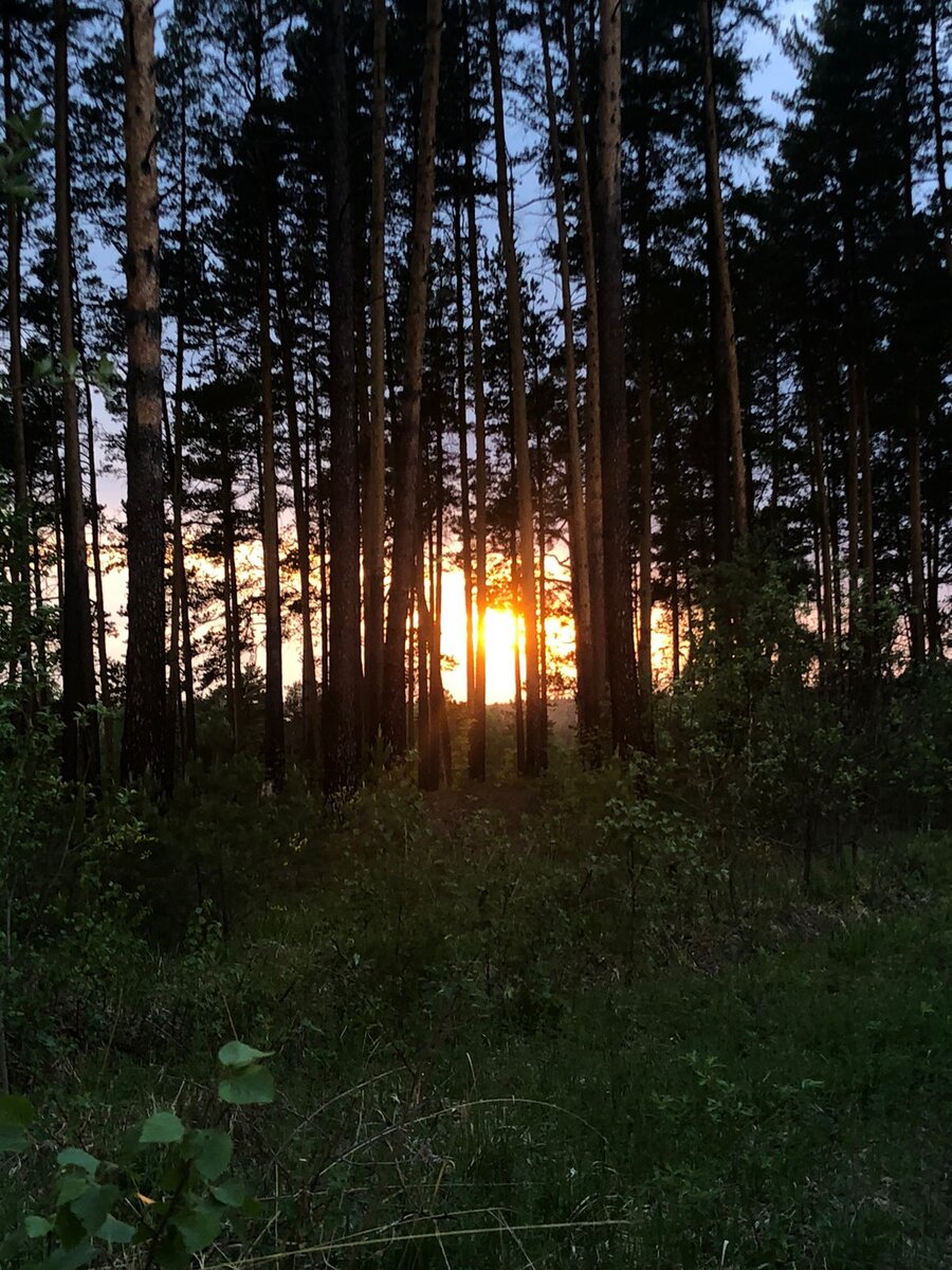 фото автора: закат в сосновом бору