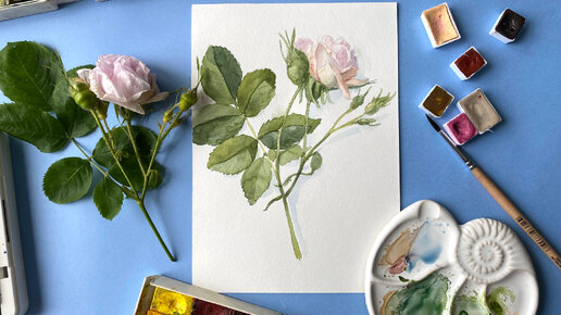 Как легко нарисовать нежную розу акварелью