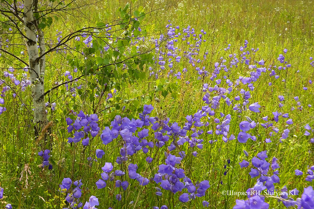 КОЛОКОЛЬЧИКИ