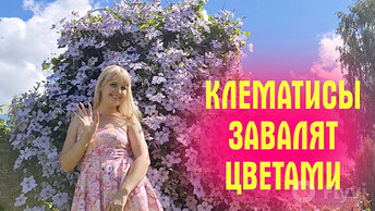 Клематисы будут усыпаны цветами, станут крепкими и холёными. Делюсь секретами ухода и подкормок летом