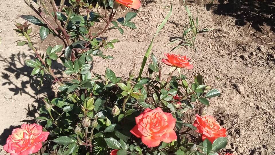 20 июня 2023. Розы начинают цветение.