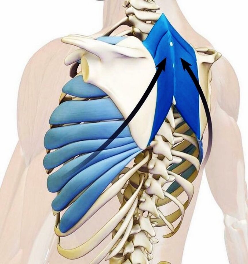 Передняя зубчатая мышца, m. serratus anterior