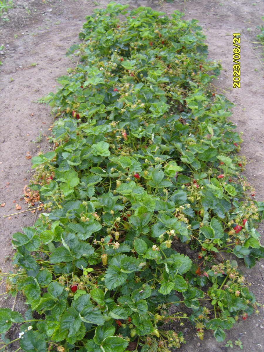 Земклуника Купчиха на грядке