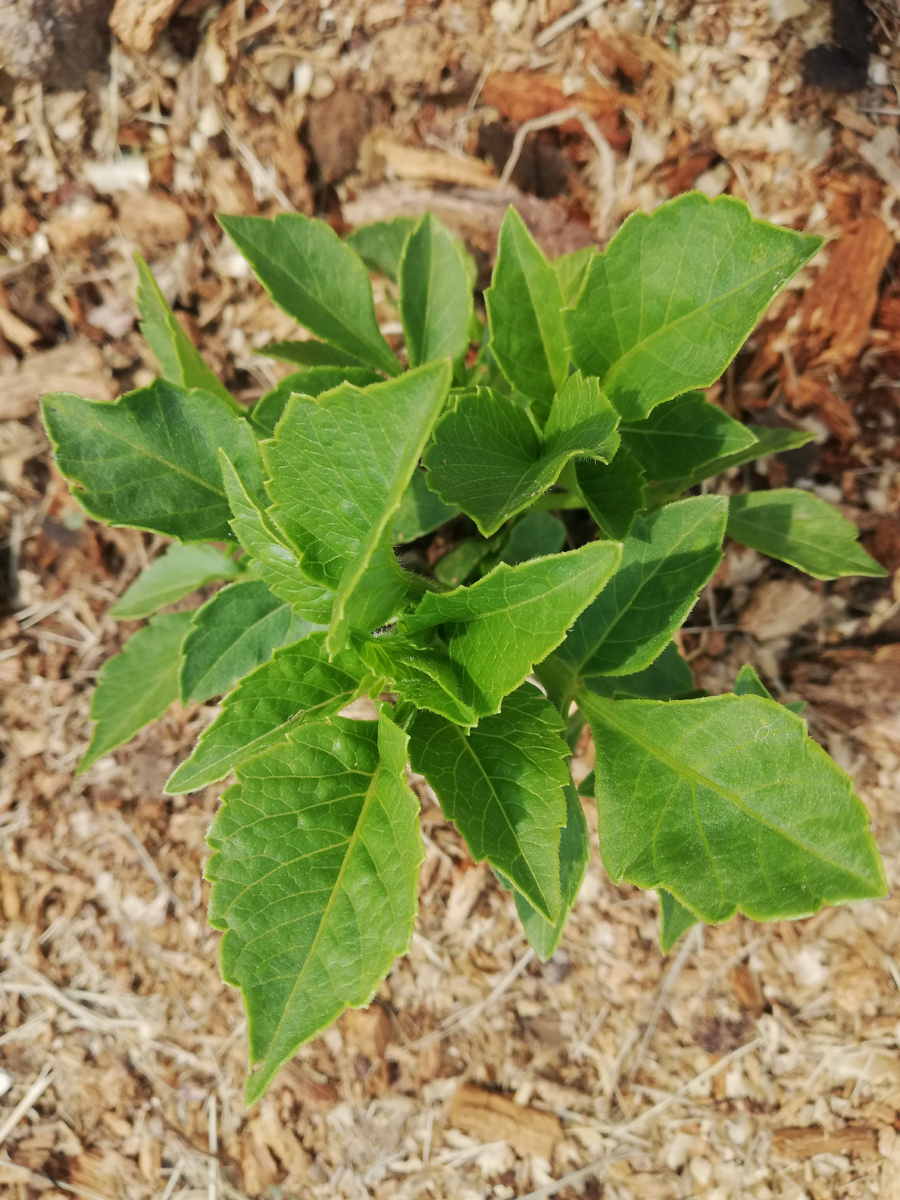 И это ещё не худший вариант! 