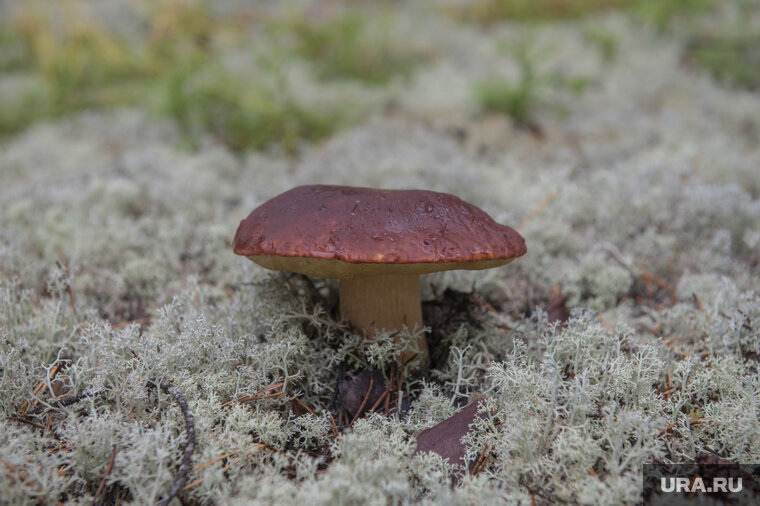    С 3 апреля жителям запрещено посещать леса