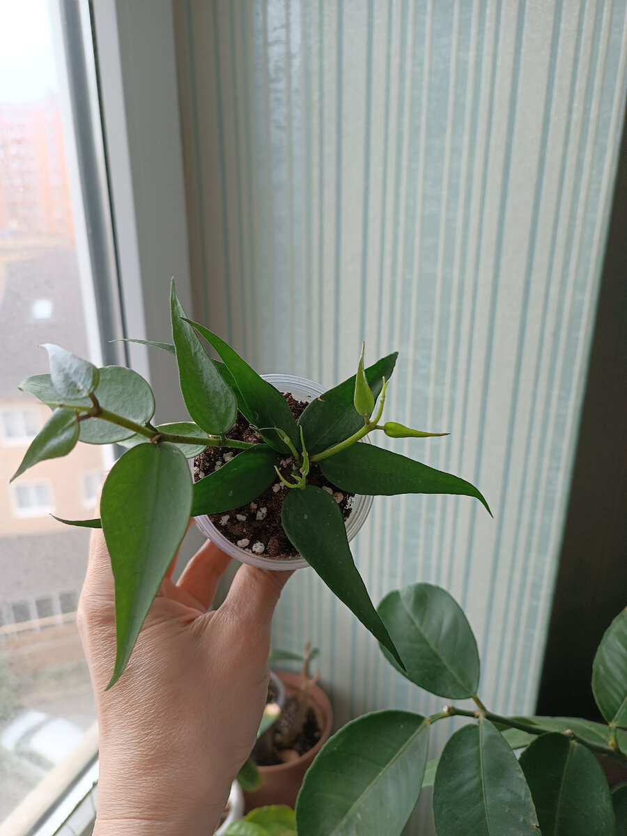 Hoya Polyneura Complex Vietnam                                  