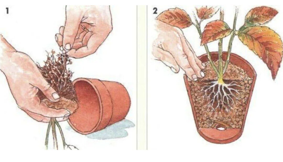 Сколько живет пересаженная. Перевалка комнатных растений. Пересадка растений. Пересадка комнатных растений. Пересаживание растений.