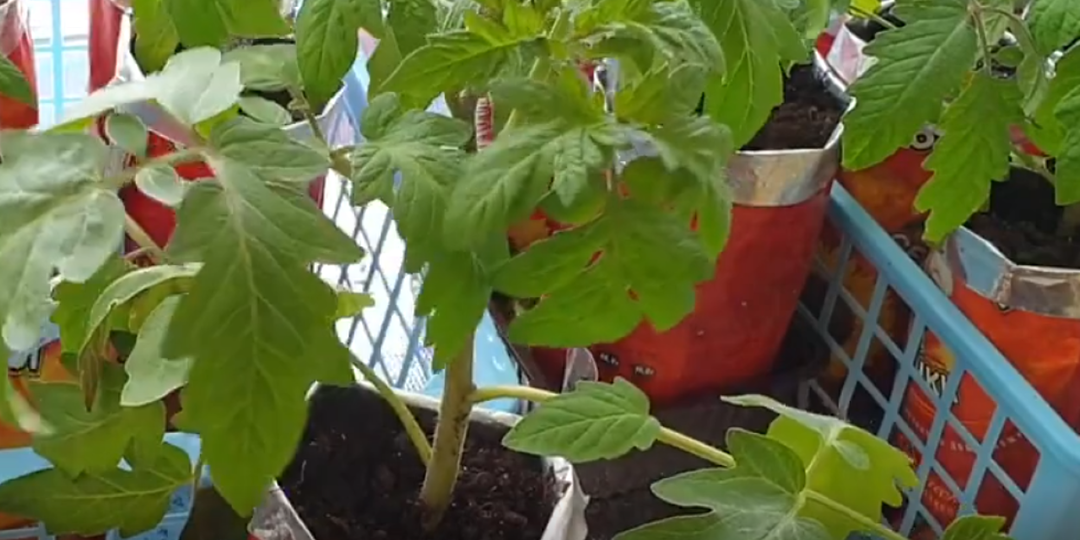 3 года теряла 30% рассады помидор, пока не узнала простой трюк для ее выращивания (теперь всегда крепкие и мощные саженцы)