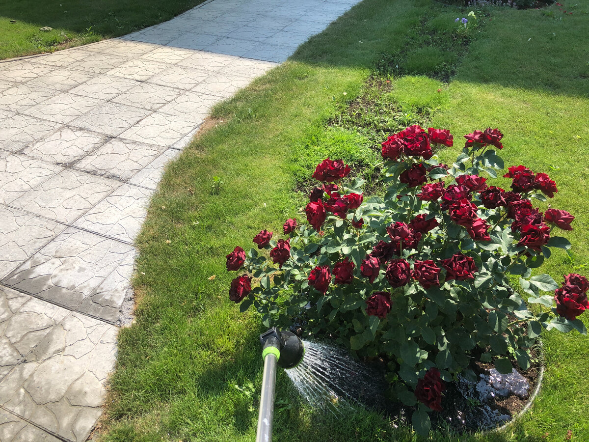 «Hommage a Barbara»: 3 явных достоинства розы для Сибири | Валентина ...