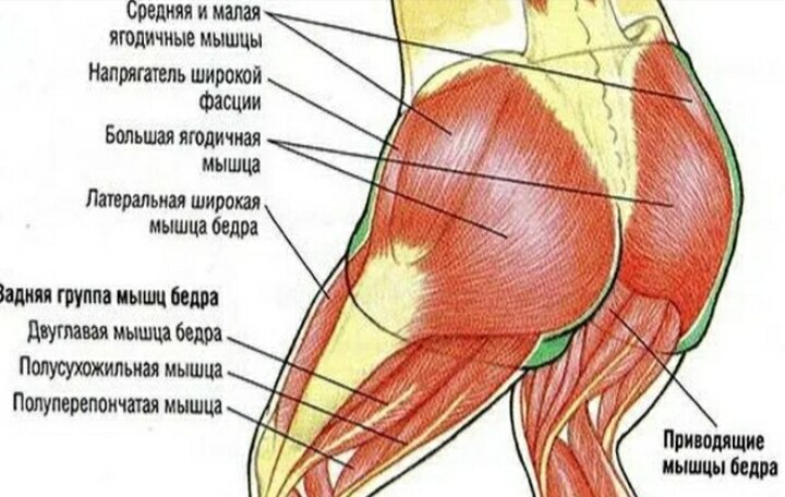 Средняя мышца. Ягодичная группа мышц. Средняя и малые ягодичные мышцы. Малая и средние ягодичные мышцы. Большая и средняя ягодичная мышца.