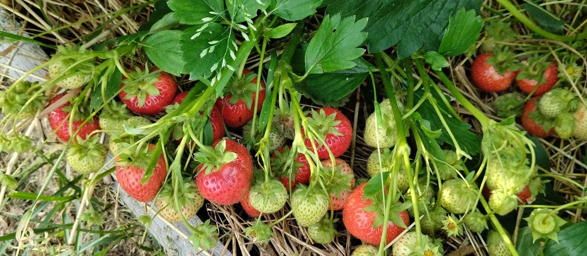 Такое изобильное плодоношение