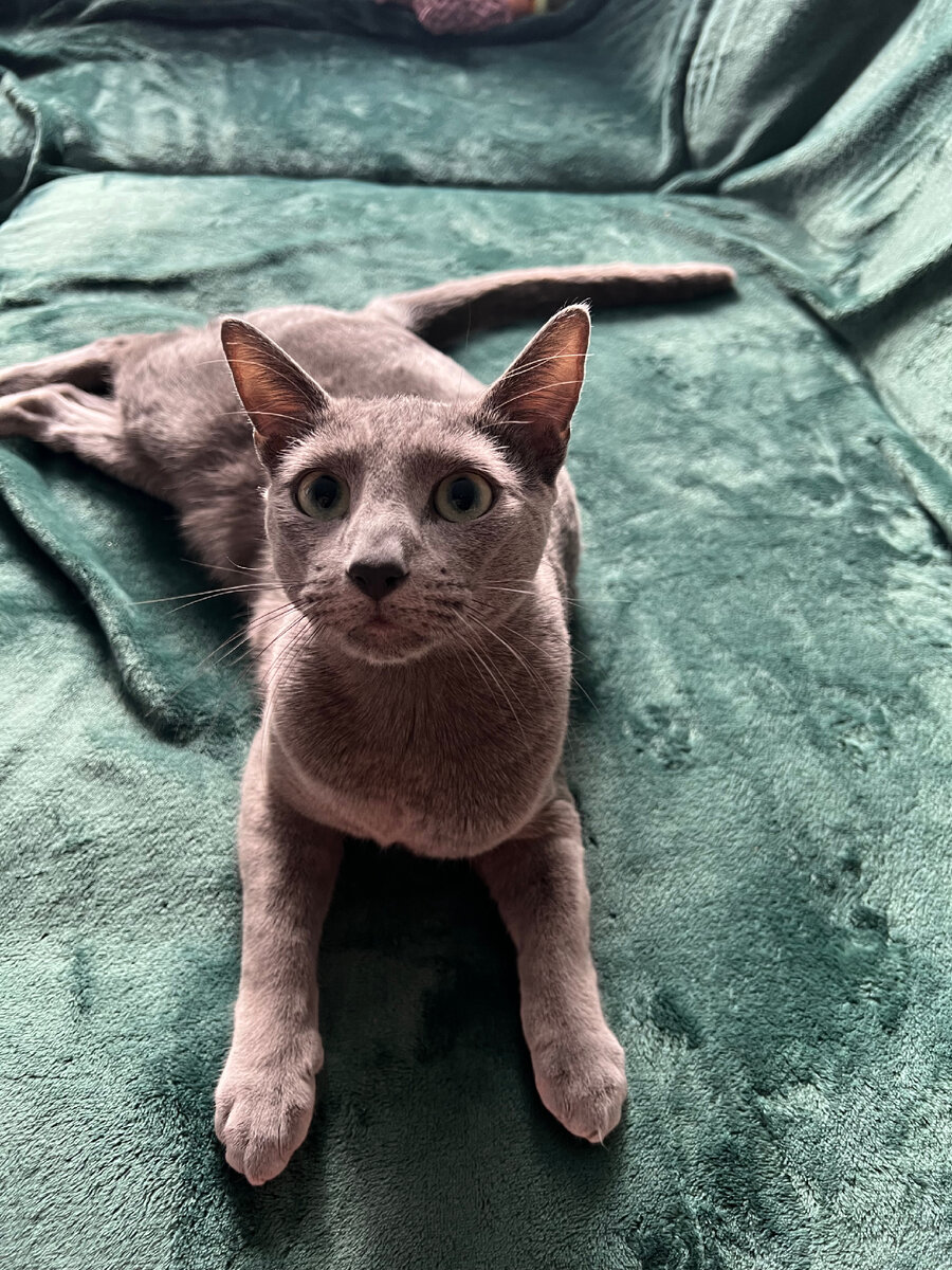 Его любимый кот 