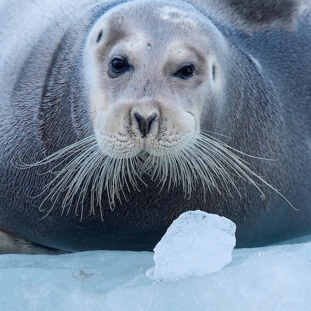 Зайцы без ушей, но морские | Altadive.ru | Дзен