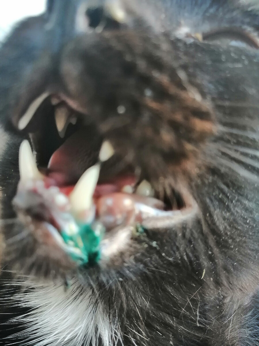 Старайся не старайся економить))) с любимками не выходит. 